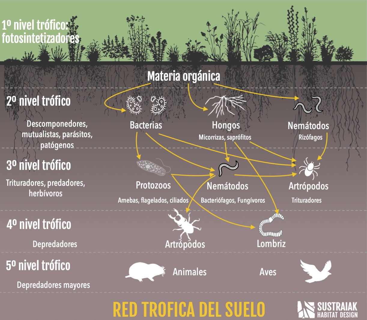 Red trofica del suelo